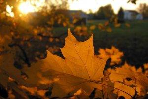 leaves, Nature, Fall, Sunlight