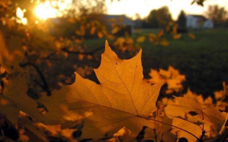 leaves, Nature, Fall, Sunlight HD Wallpaper Desktop Background