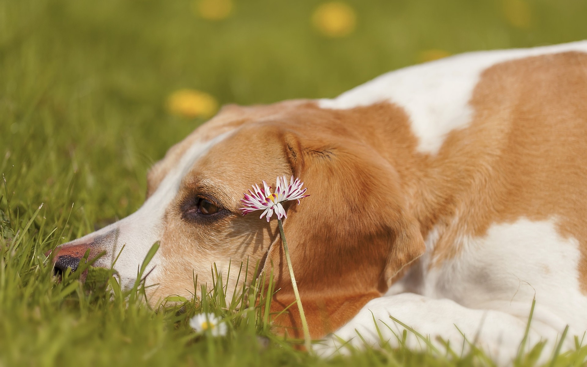 собака трава лужайка без смс