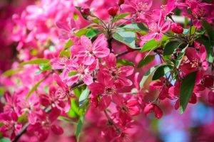 nature, Flowers, Pink Flowers