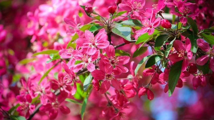 nature, Flowers, Pink Flowers HD Wallpaper Desktop Background