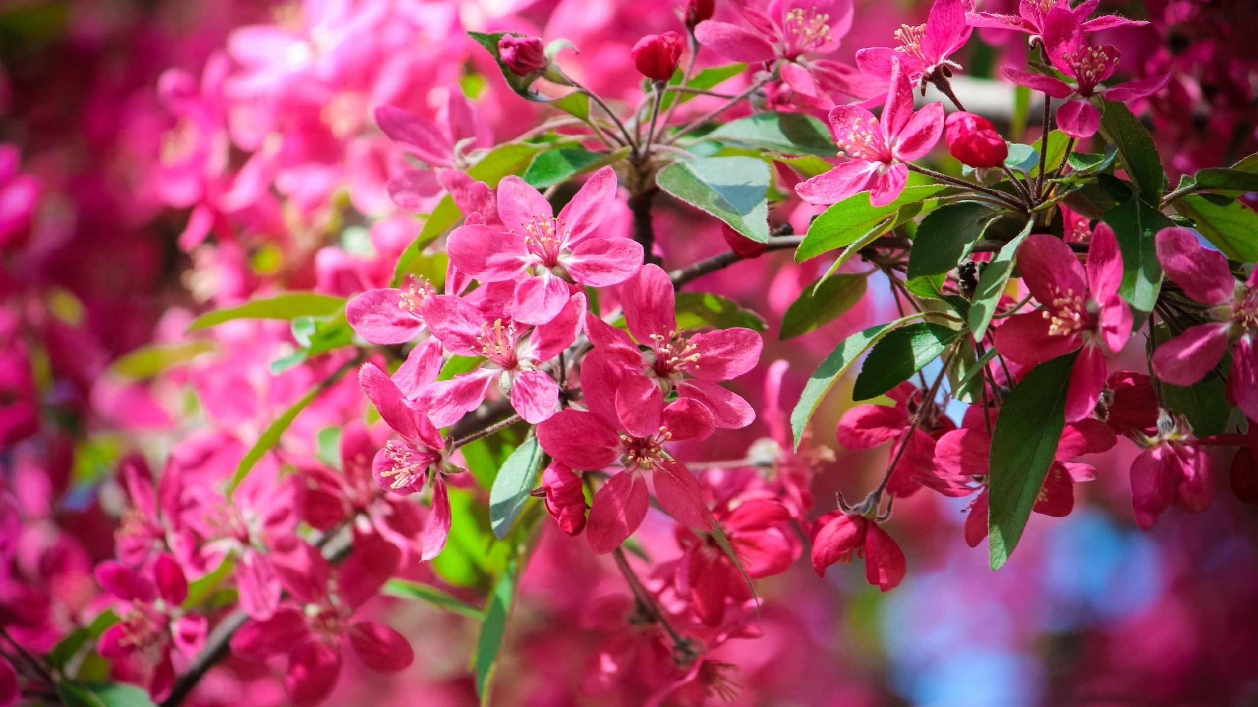 nature, Flowers, Pink Flowers Wallpapers HD / Desktop and ...