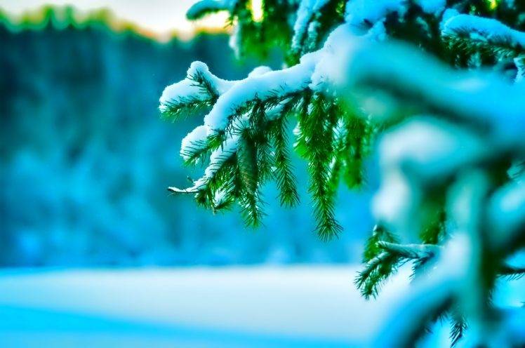 snow, Pine Trees, Leaves, Depth Of Field, Winter, Nature HD Wallpaper Desktop Background