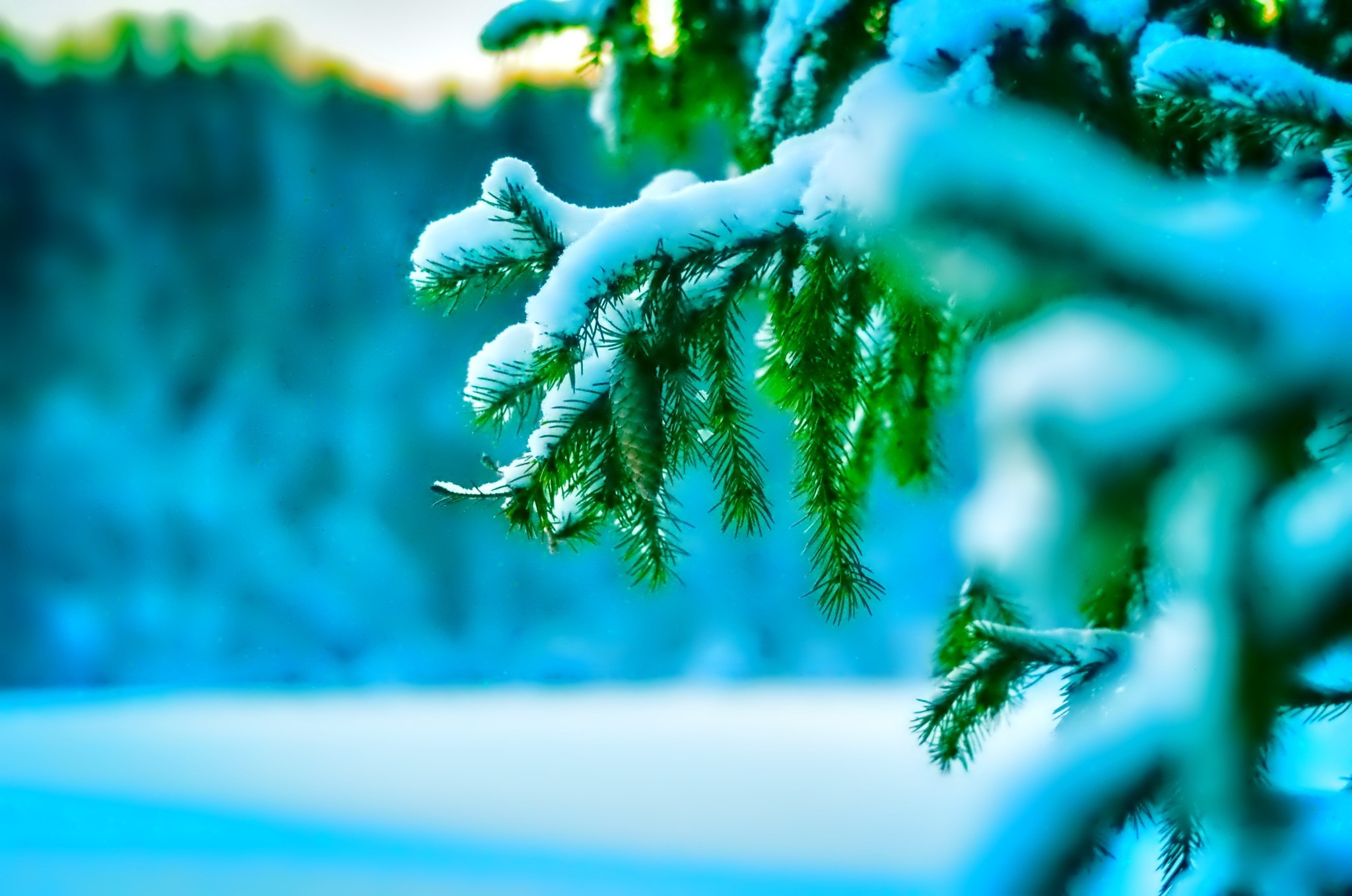 snow, Pine Trees, Leaves, Depth Of Field, Winter, Nature Wallpaper
