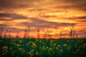 depth Of Field, Yellow Flowers, Sunset, Flowers, Nature, Rapeseed