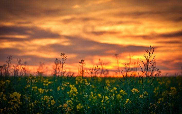 depth Of Field, Yellow Flowers, Sunset, Flowers, Nature, Rapeseed HD Wallpaper Desktop Background