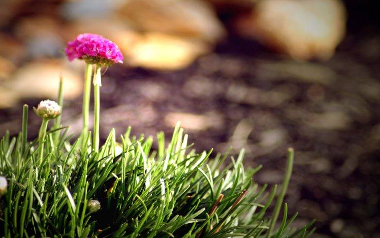 nature, Flowers, Grass, Depth Of Field, Pink Flowers HD Wallpaper Desktop Background