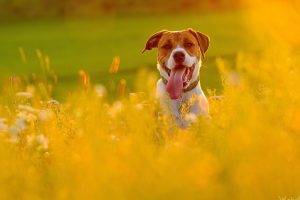 dog, Animals, Yellow Flowers, Tongues, Flowers