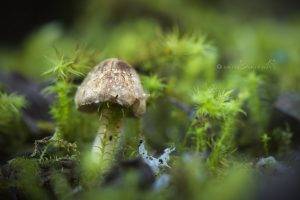 mushroom, Nature, Macro
