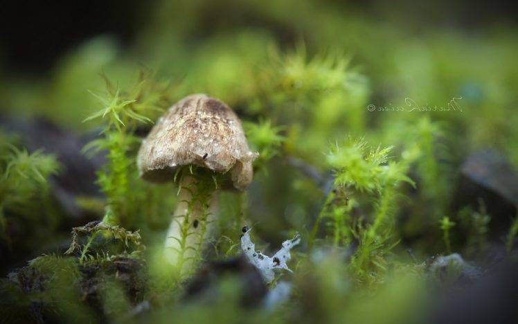 mushroom, Nature, Macro HD Wallpaper Desktop Background