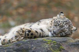 snow Leopards, Animals, Sleeping