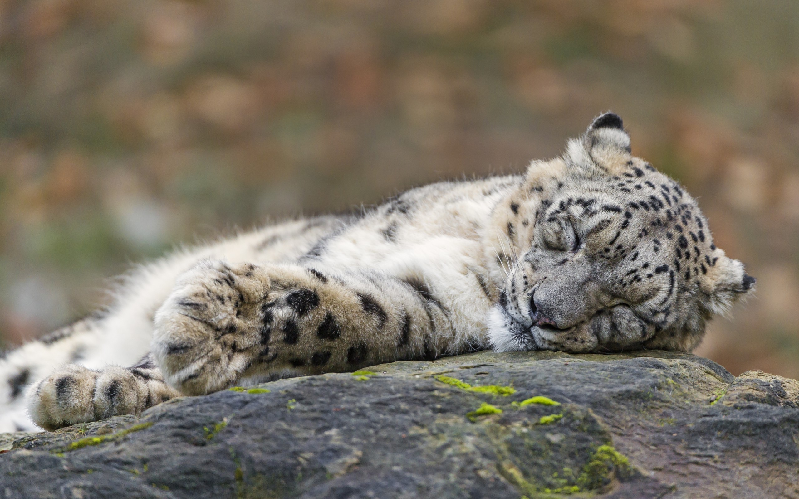 snow Leopards, Animals, Sleeping Wallpaper