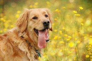 animals, Tongues, Yellow Flowers, Dog, Golden Retrievers