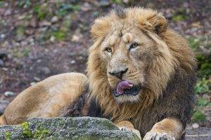 lion, Animals, Tongues