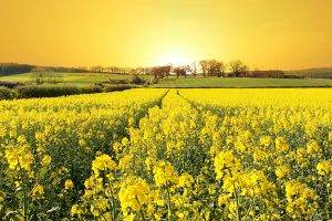 Rapeseed, Landscape, Field, Flowers, Yellow Flowers, Sunlight