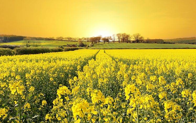 Rapeseed, Landscape, Field, Flowers, Yellow Flowers, Sunlight HD Wallpaper Desktop Background