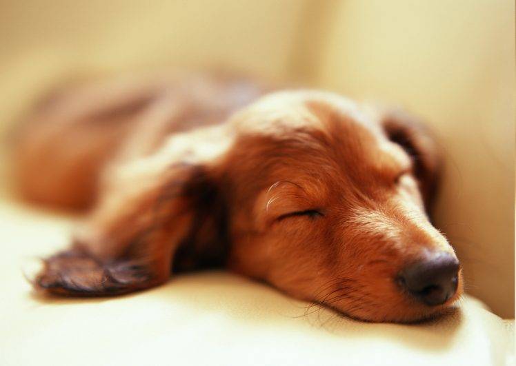 animals, Dog, Sleeping, Depth Of Field HD Wallpaper Desktop Background