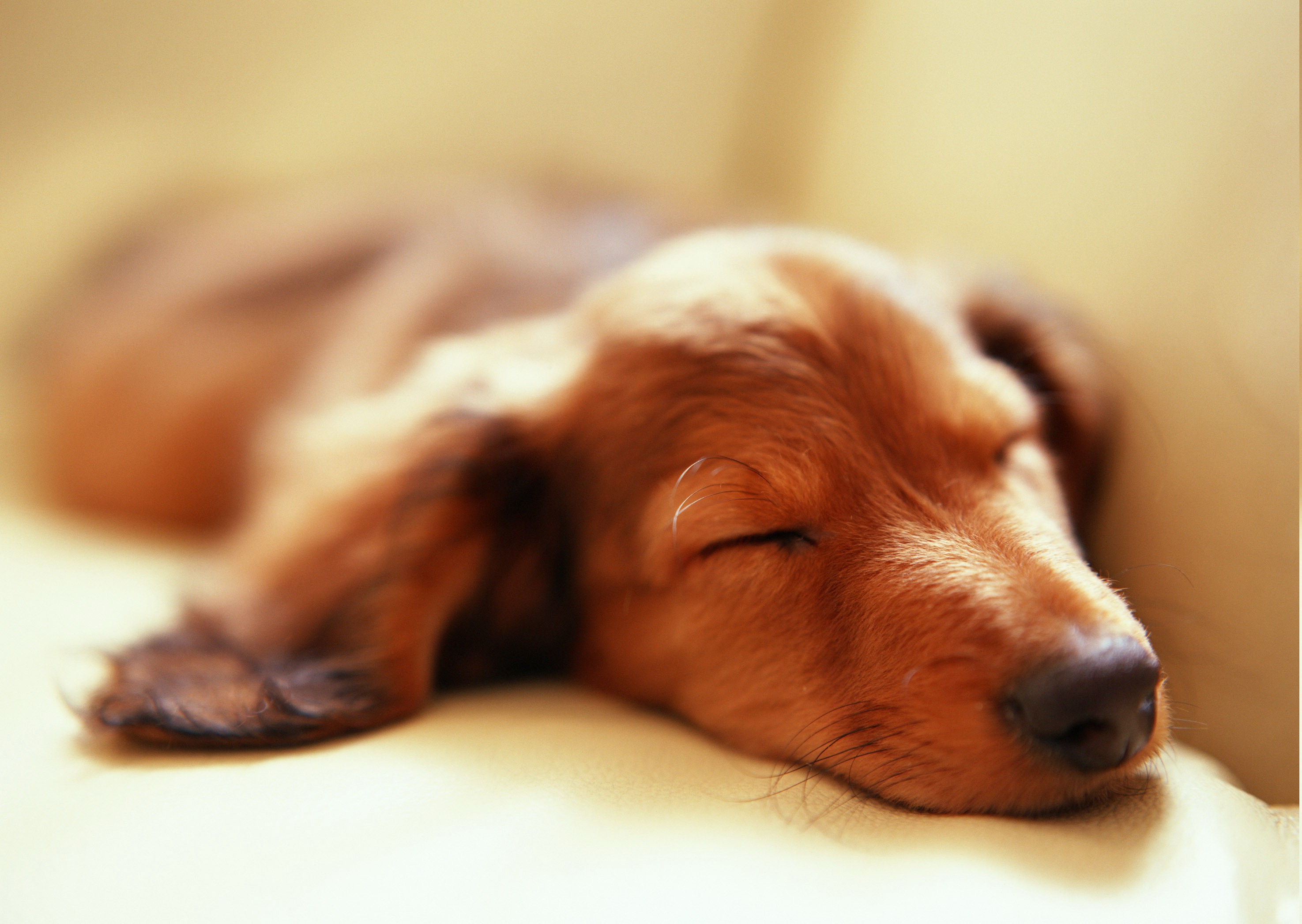 animals, Dog, Sleeping, Depth Of Field Wallpaper