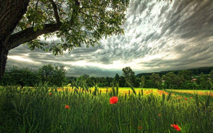 Germany, Landscape, Poppies, Wheat, Field, Clouds, Red Flowers HD Wallpaper Desktop Background