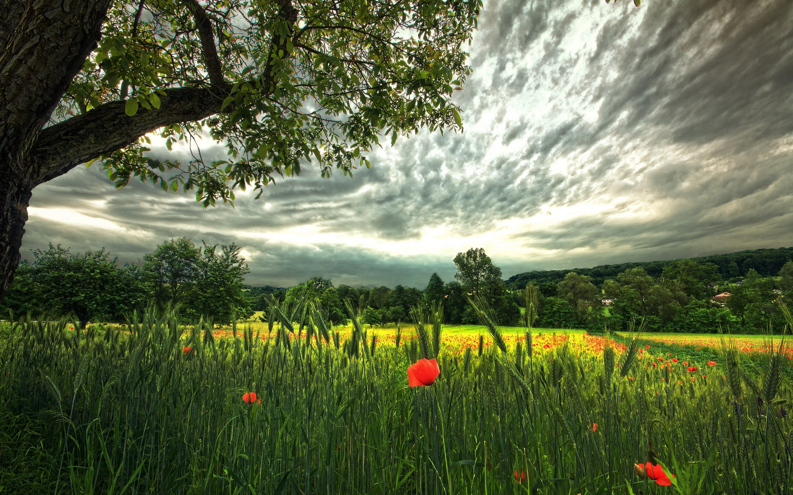 Germany, Landscape, Poppies, Wheat, Field, Clouds, Red Flowers Wallpaper