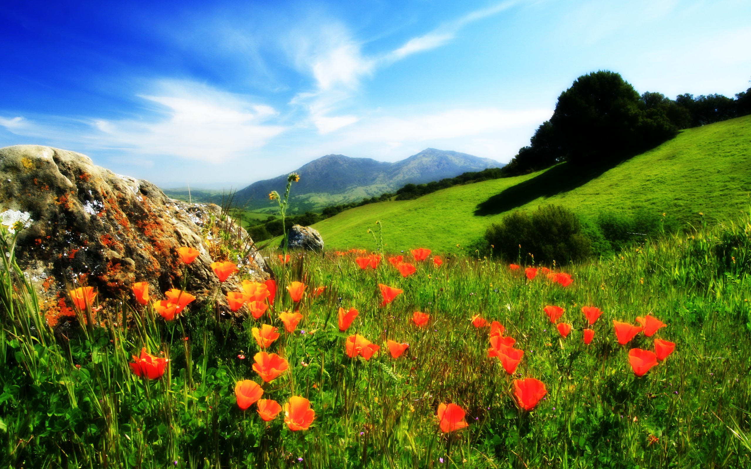 nature Wallpaper