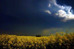 yellow Flowers, Flowers, Rapeseed, Clouds, Landscape