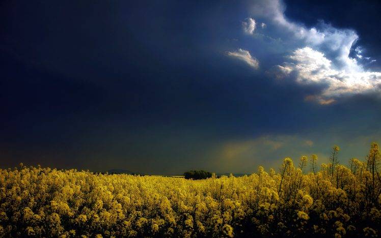 yellow Flowers, Flowers, Rapeseed, Clouds, Landscape HD Wallpaper Desktop Background