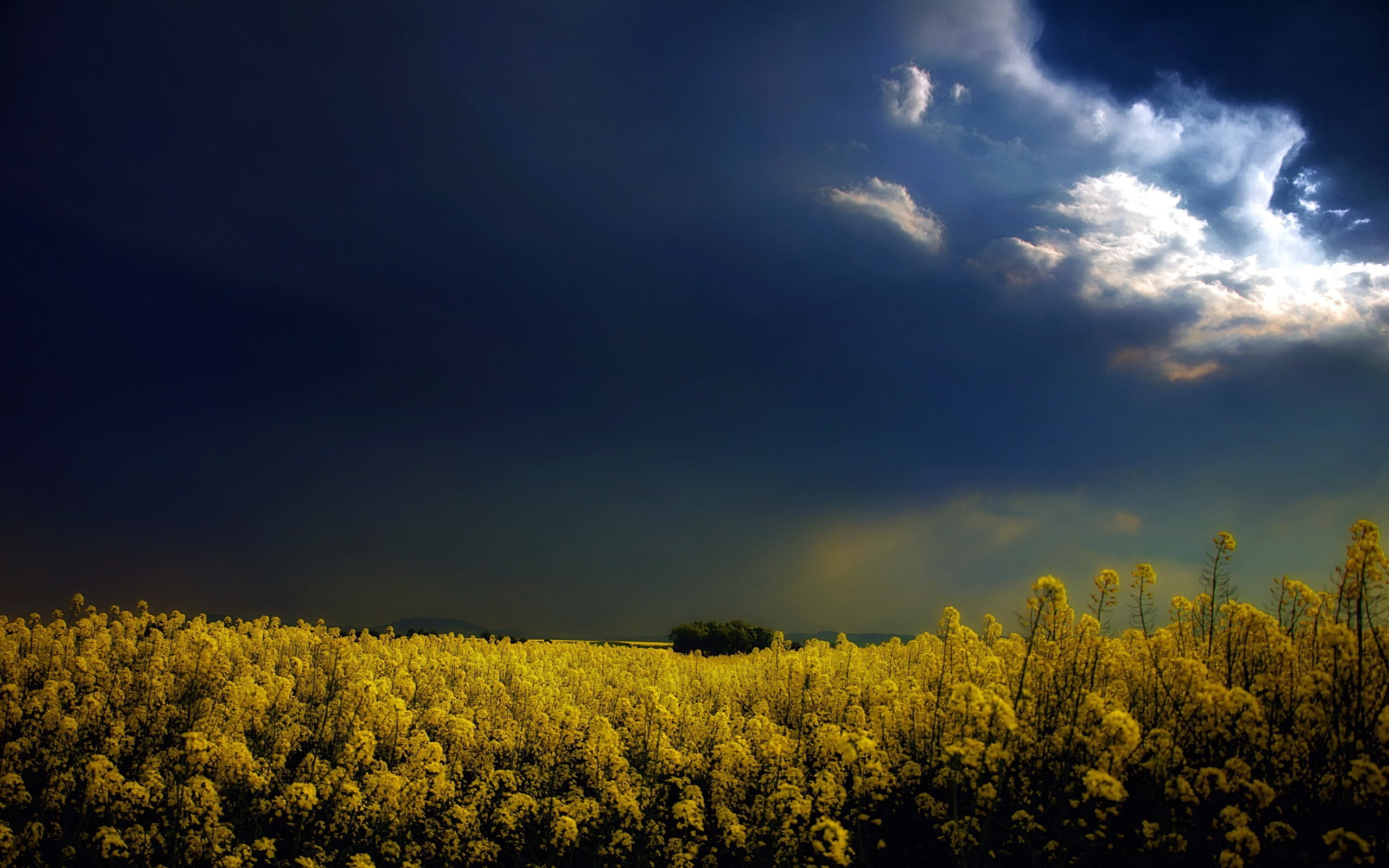 yellow Flowers, Flowers, Rapeseed, Clouds, Landscape Wallpaper