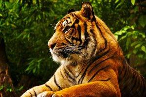 animals, Tropical Forest, Tiger