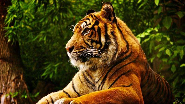animals, Tropical Forest, Tiger HD Wallpaper Desktop Background