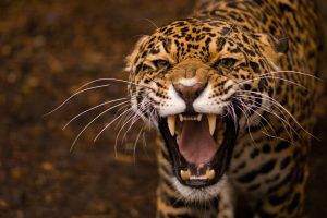 jaguars, Animals
