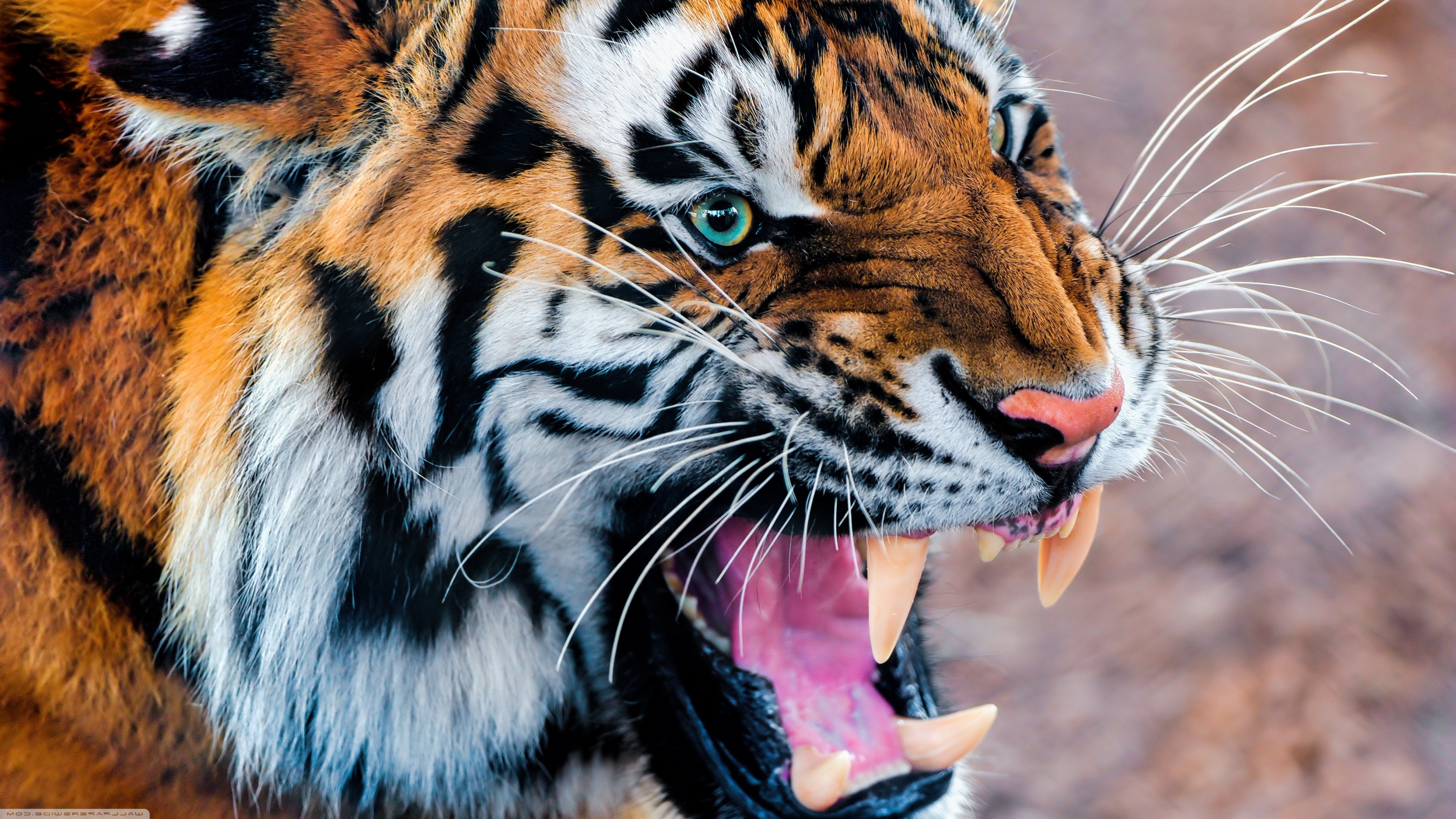 animals, Tiger Wallpaper