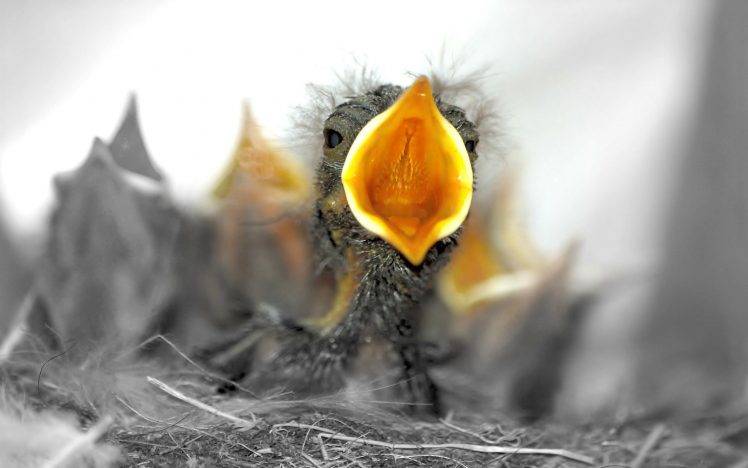 baby Animals, Birds HD Wallpaper Desktop Background