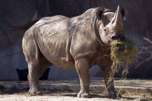 rhino, Animals
