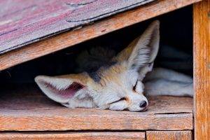 animals, Fox, Sleeping, Fennec