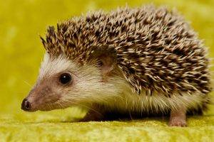 hedgehog, Animals
