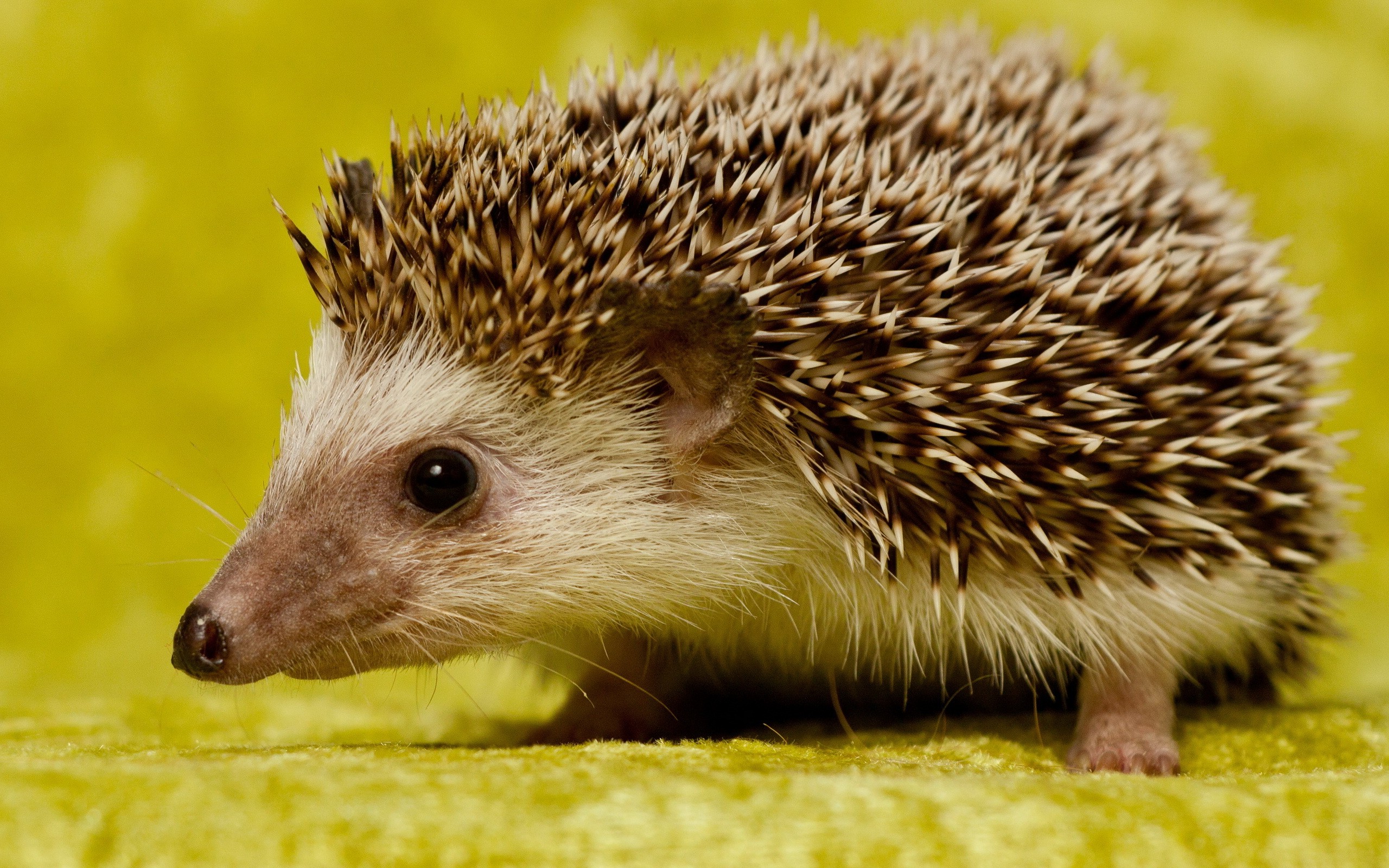 hedgehog, Animals Wallpaper