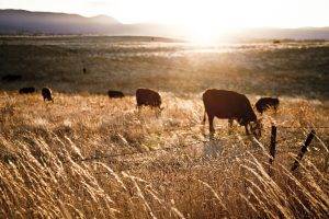 sunlight, Farm, Fence, Landscape, Cows, Animals, Field