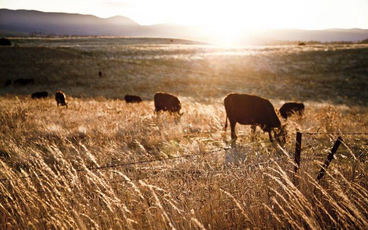 sunlight, Farm, Fence, Landscape, Cows, Animals, Field HD Wallpaper Desktop Background
