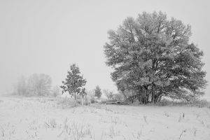 nature, Snow, Trees