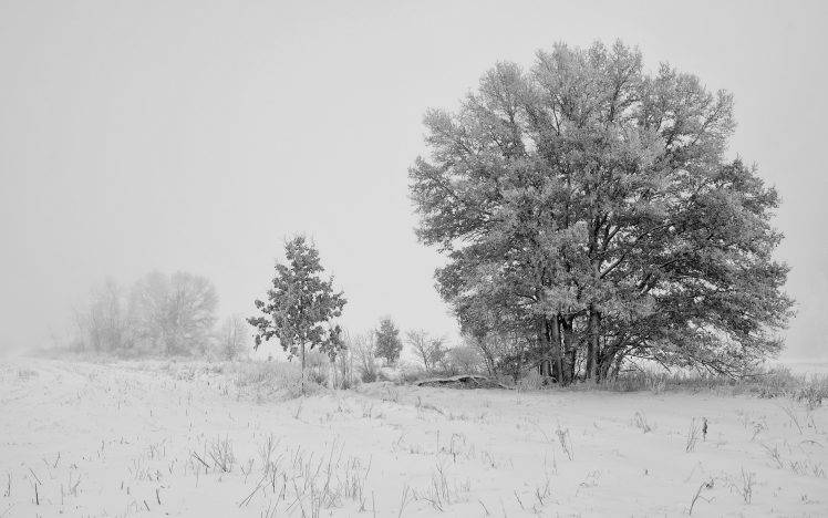nature, Snow, Trees HD Wallpaper Desktop Background