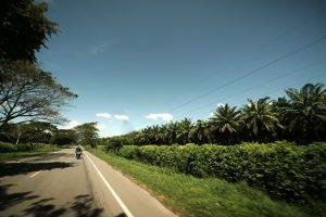 nature, Road, Palm Trees