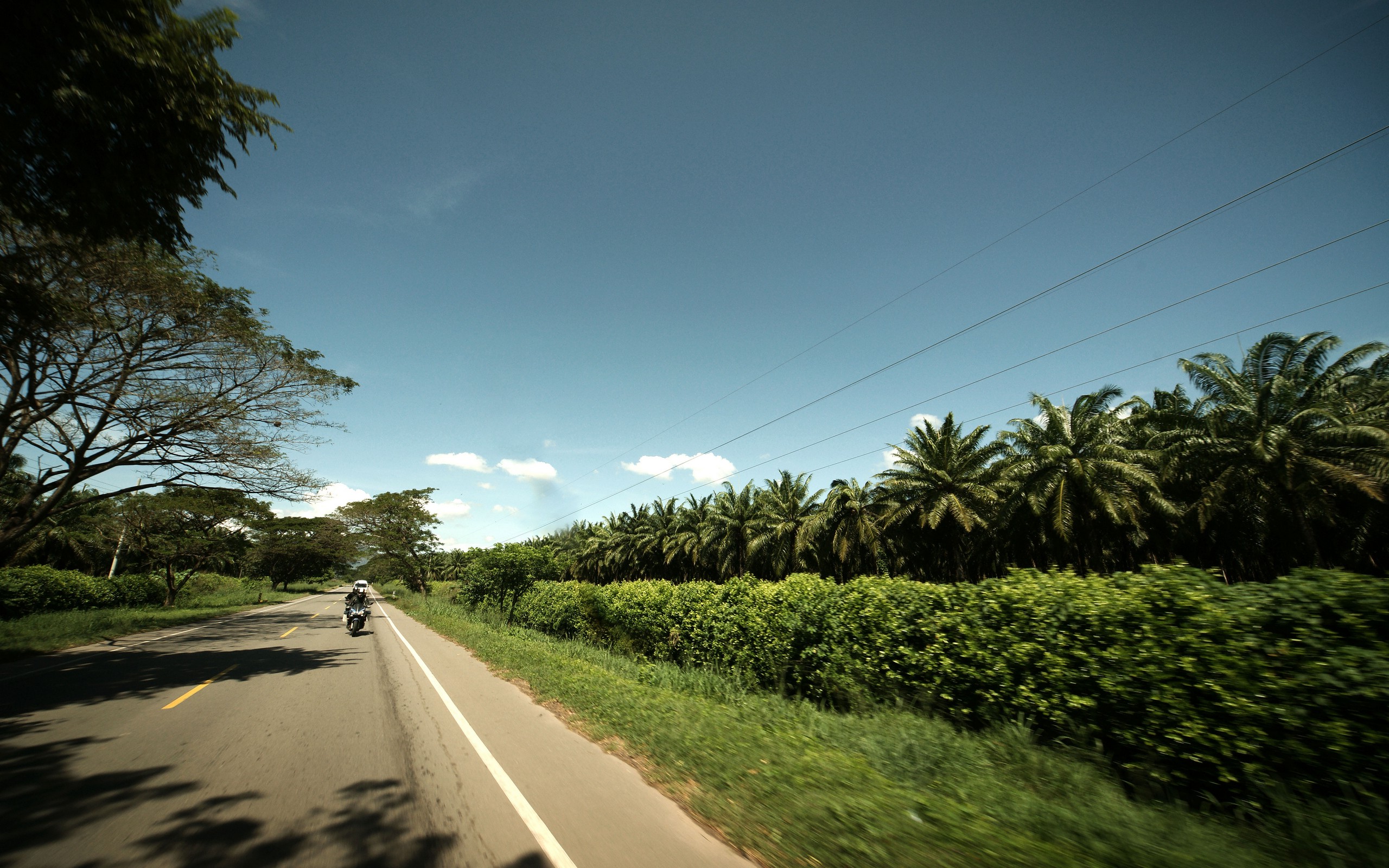 nature, Road, Palm Trees Wallpaper