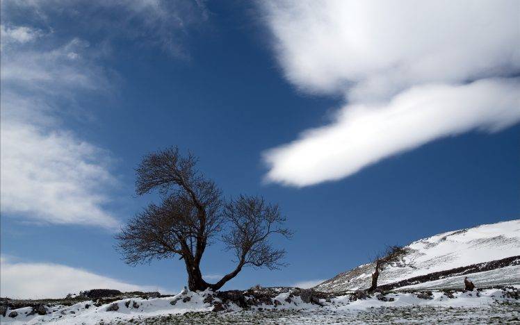 nature, Trees, Snow HD Wallpaper Desktop Background