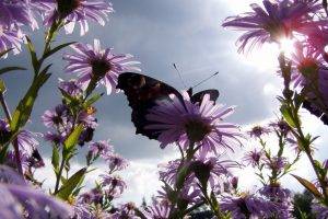 butterfly, Purple Flowers, Flowers, Nature, Sunlight, Worms Eye View