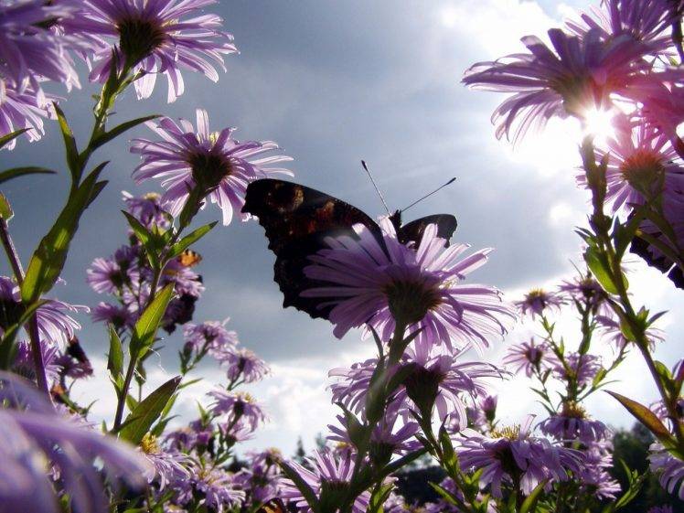 butterfly, Purple Flowers, Flowers, Nature, Sunlight, Worms Eye View HD Wallpaper Desktop Background