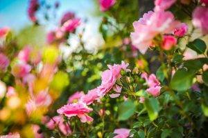 rose, Depth Of Field, Flowers, Pink Flowers