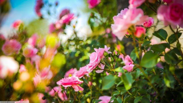 rose, Depth Of Field, Flowers, Pink Flowers HD Wallpaper Desktop Background