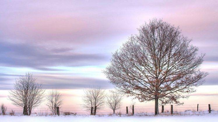 nature, Trees, Snow HD Wallpaper Desktop Background