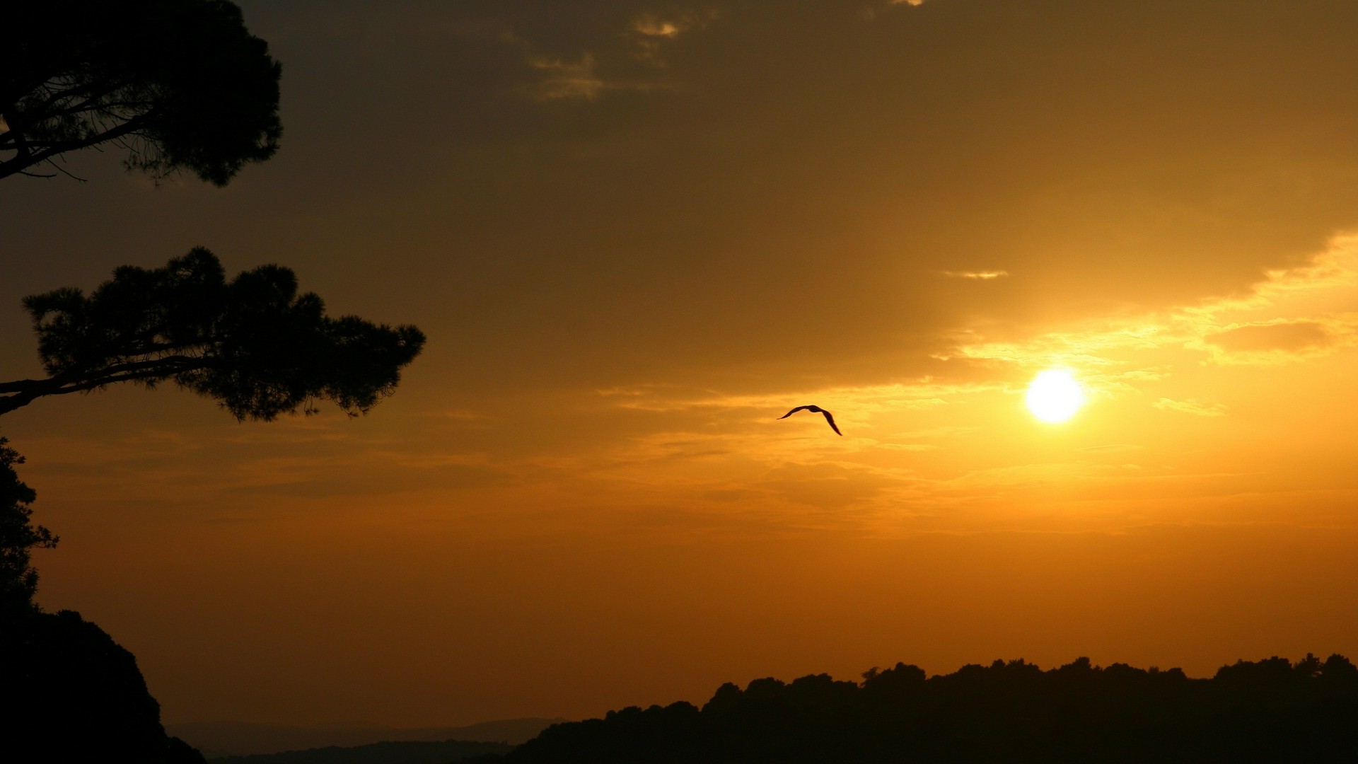 nature, Birds Wallpaper